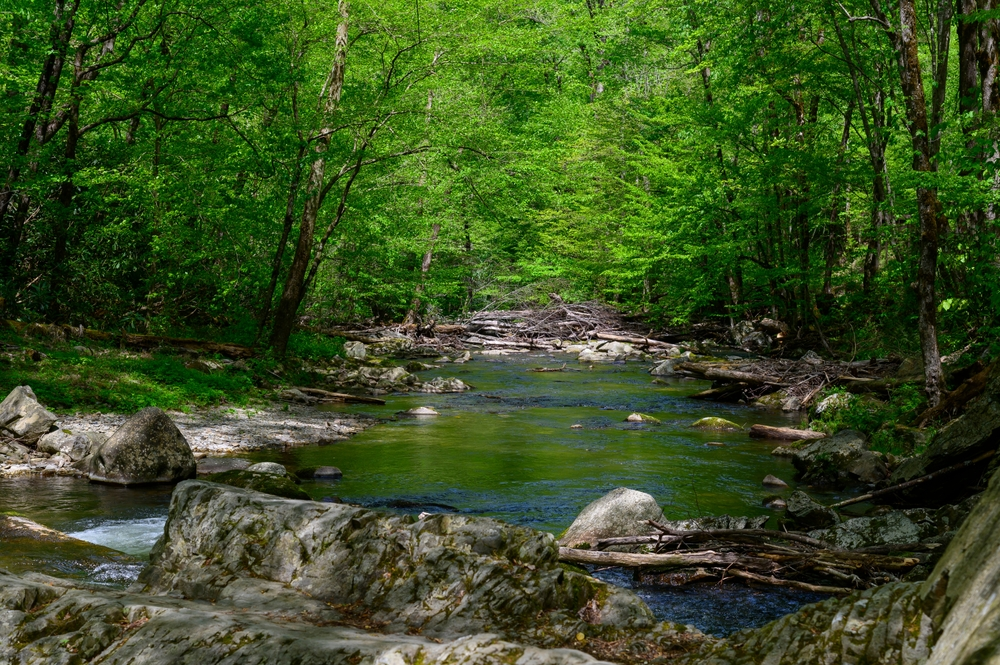 Laurel Creek near Cades Cove
